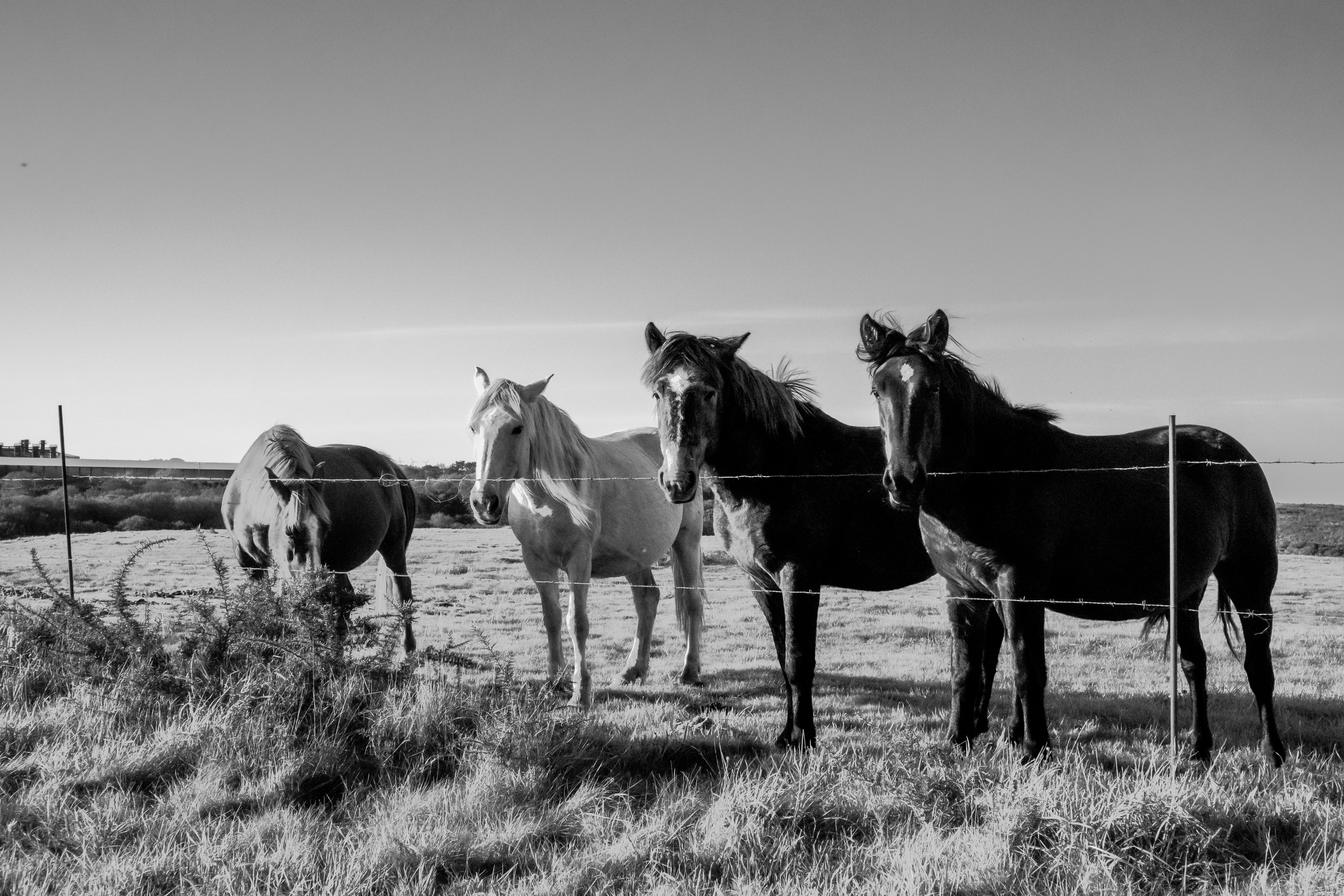 black and white photography
